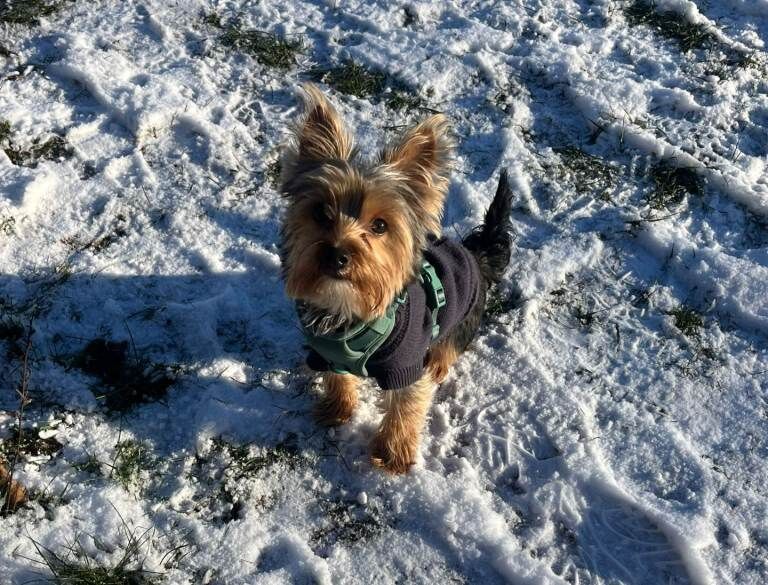Yorkshire Terrier puppies for sale in Norwich, Norfolk – 9 months old - Image 2 of 3