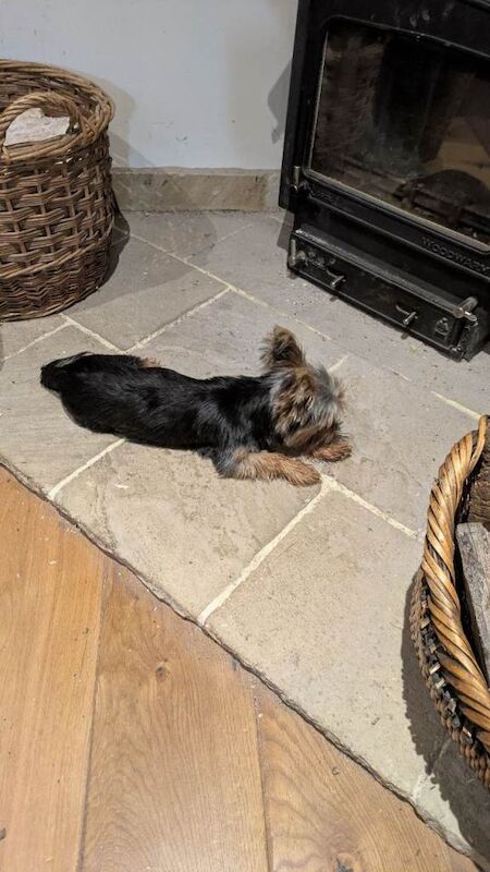 Yorkshire Terrier puppies for sale in Norwich, Norfolk – 9 months old - Image 3 of 3