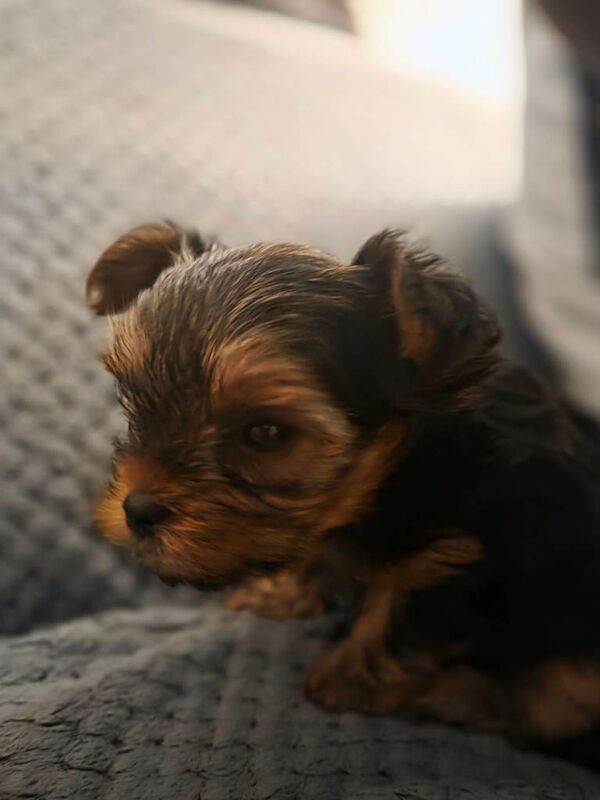 Yorkshire terrier - Image 2 of 4