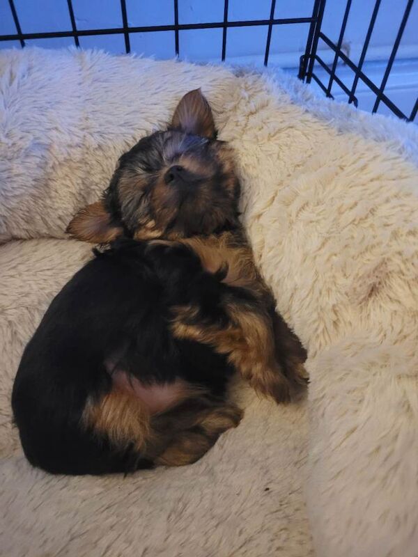 Yorkshire terrier - Image 3 of 4