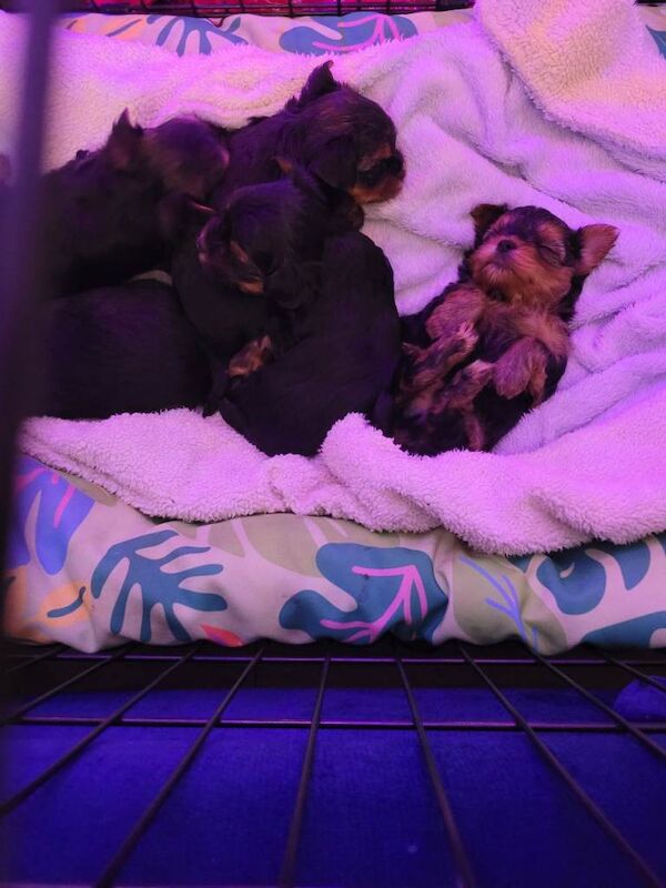 Yorkshire terrier - Image 4 of 4
