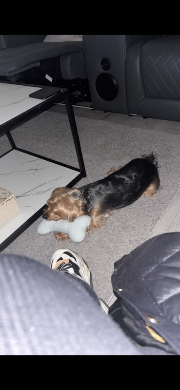 Yorkshire Terrier puppies for sale in Corstorphine, Edinburgh – 3 years old