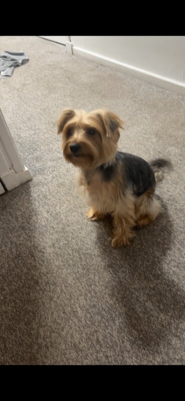 Yorkshire terrier - Image 2 of 4