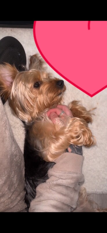 Yorkshire terrier - Image 3 of 4