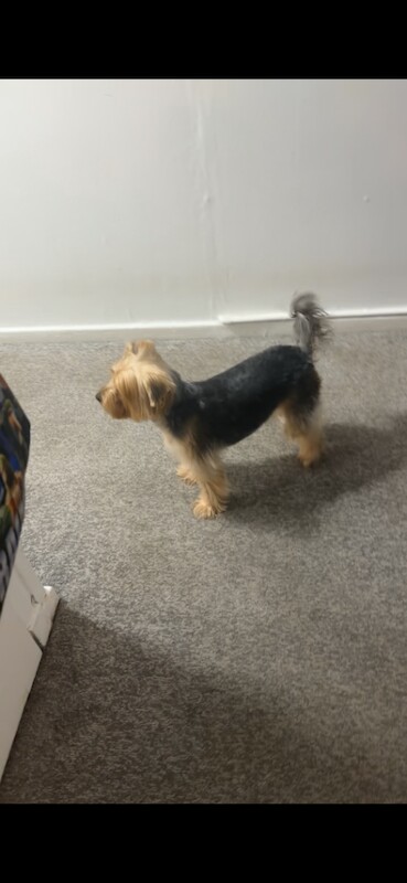 Yorkshire terrier - Image 4 of 4