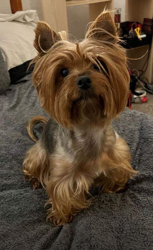Yorkshire terrier - Image 2 of 6