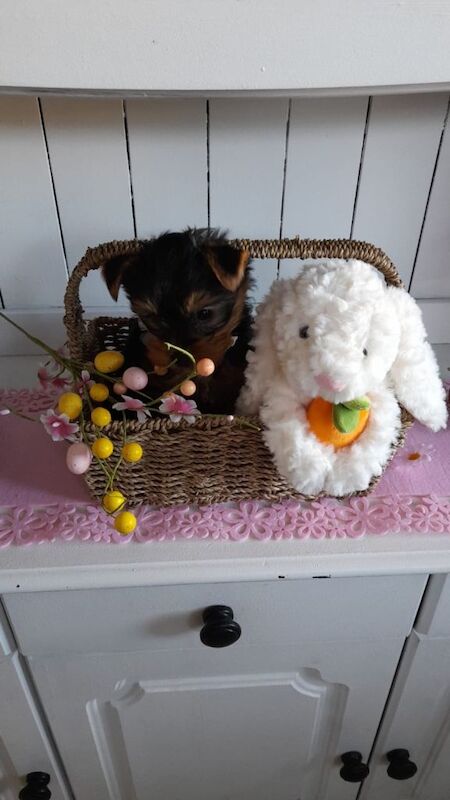 Yorkshire terrier - Image 3 of 6