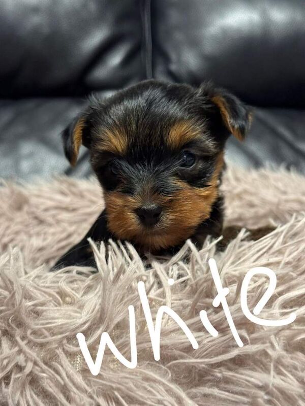 Yorkshire terrier - Image 4 of 6