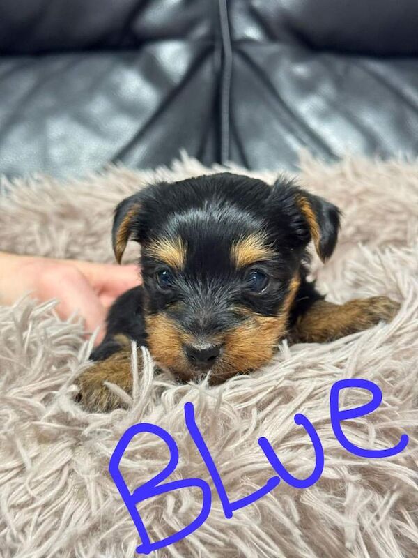 Yorkshire terrier - Image 5 of 6
