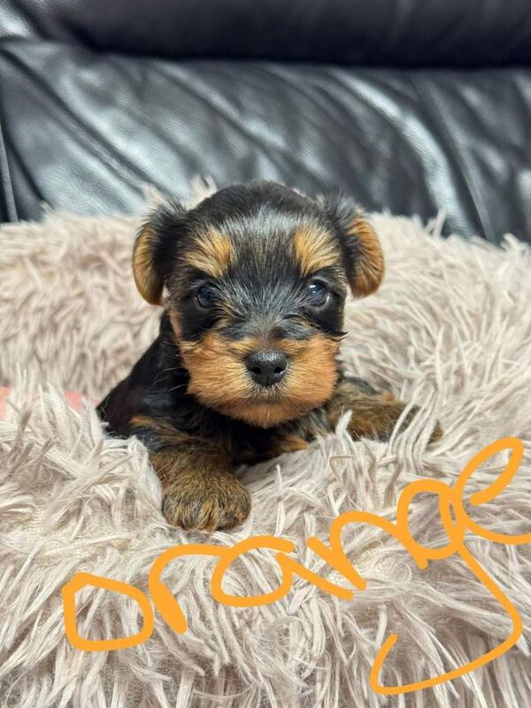 Yorkshire terrier - Image 6 of 6