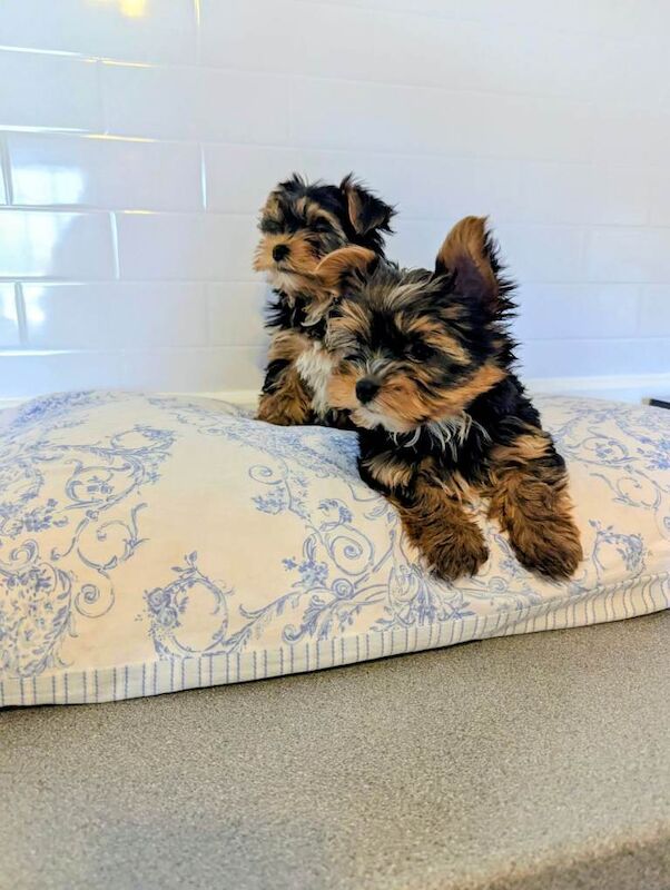 Yorkshire terrier