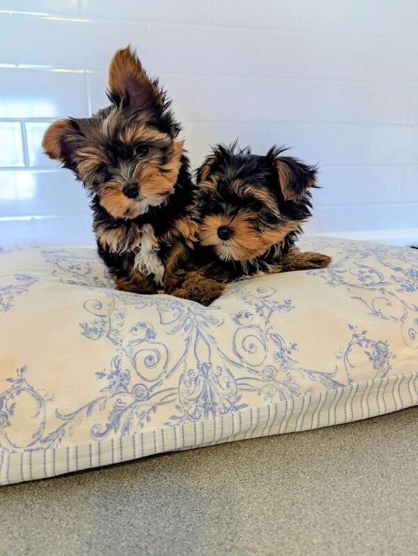 Yorkshire terrier - Image 3 of 5