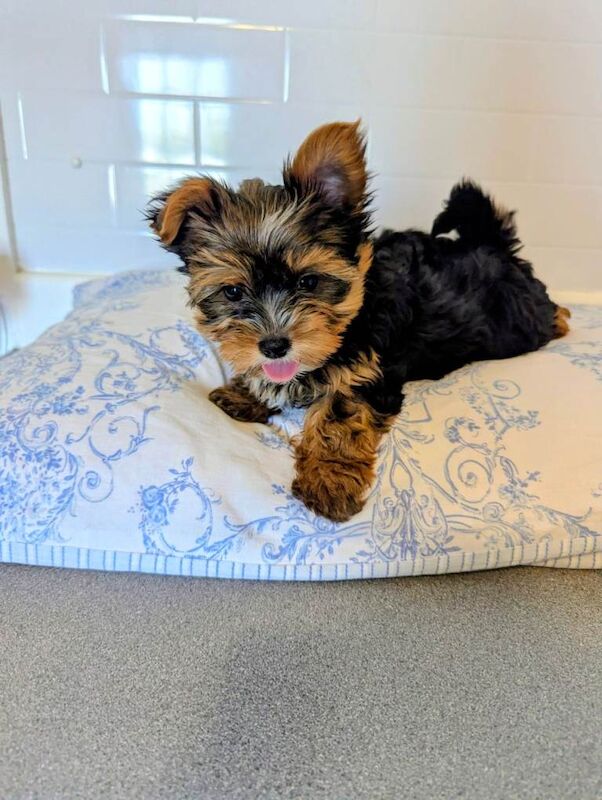 Yorkshire terrier - Image 4 of 5