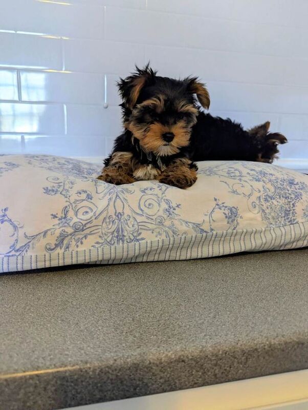 Yorkshire terrier - Image 5 of 5