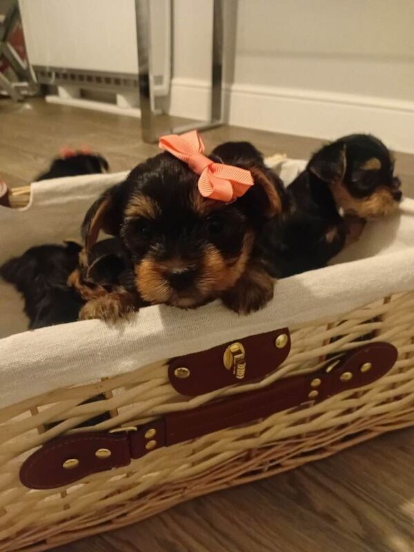 Yorkshire terrier