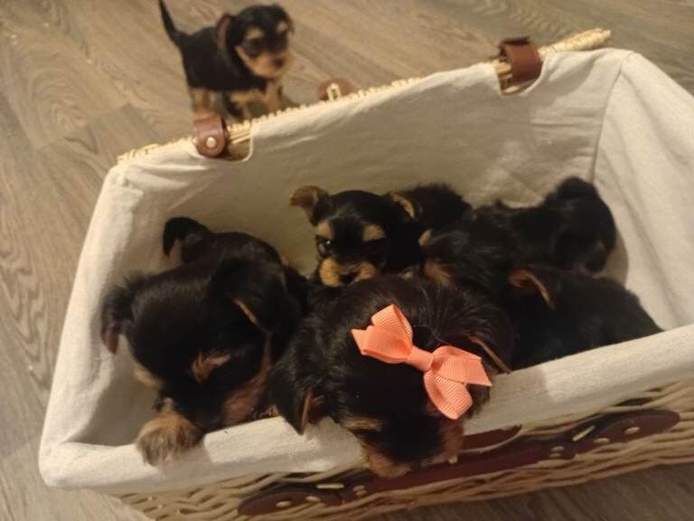 Yorkshire terrier - Image 2 of 3