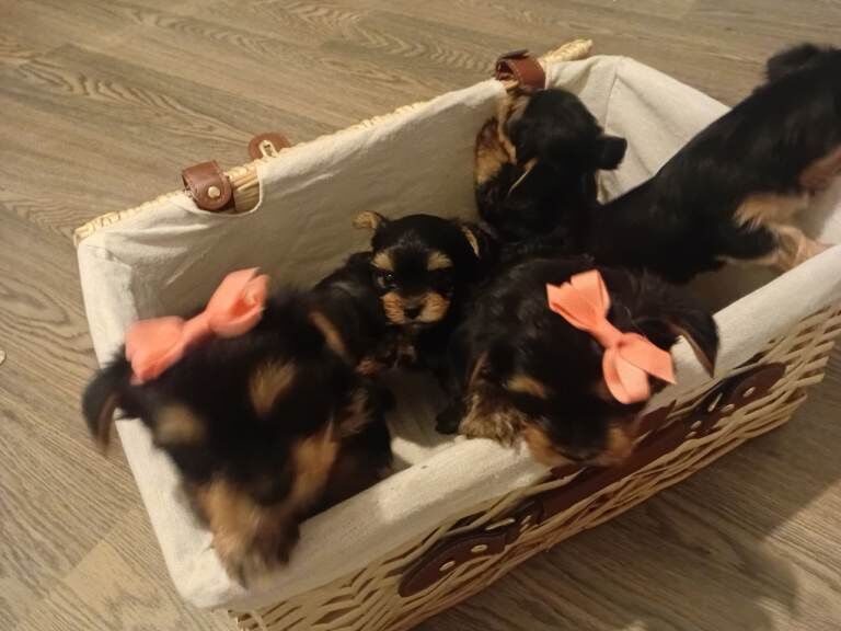 Yorkshire terrier - Image 3 of 3