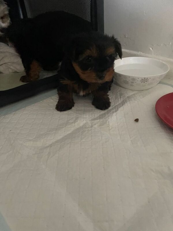 Yorkshire terrier - Image 3 of 5