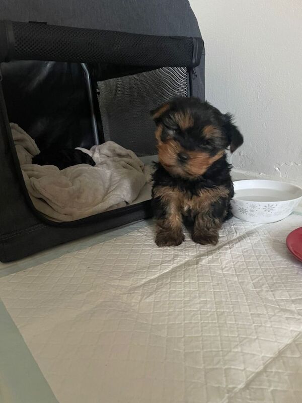 Yorkshire terrier - Image 4 of 5