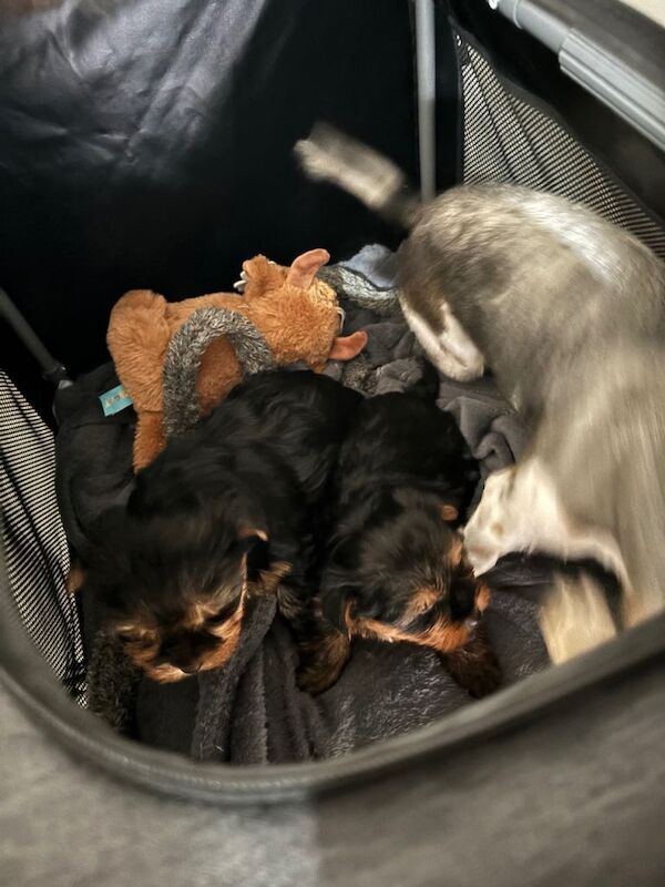 Yorkshire terrier - Image 5 of 5