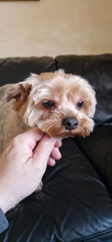 Yorkshire Terrier