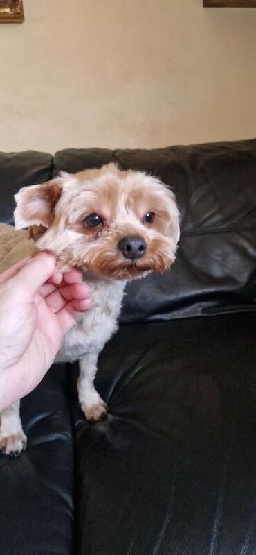 Yorkshire Terrier - Image 2 of 5