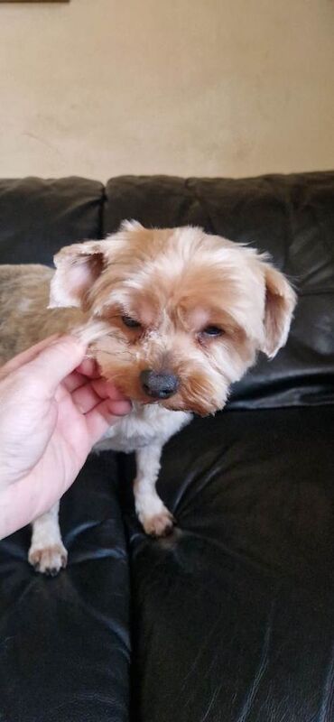 Yorkshire Terrier - Image 3 of 5