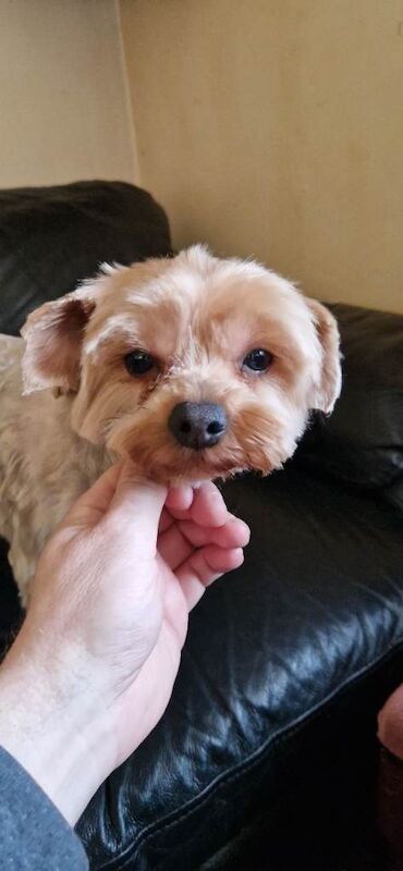 Yorkshire Terrier - Image 4 of 5
