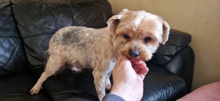 Yorkshire Terrier - Image 5 of 5