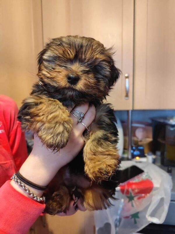 Yorkie Puppies For Sale