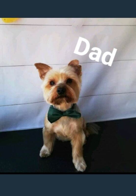 Yorkshire terrier - Image 2 of 3