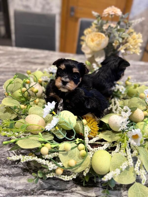 Yorkshire terrier - Image 2 of 4