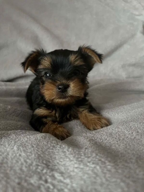 Yorkshire terrier
