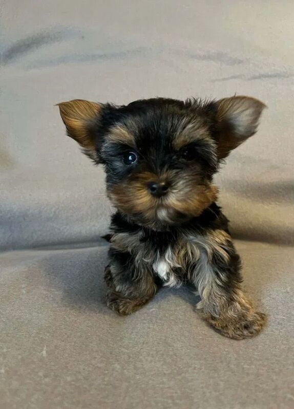 Yorkshire terrier - Image 2 of 3