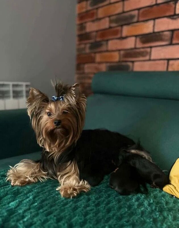 Yorkshire terrier - Image 3 of 3