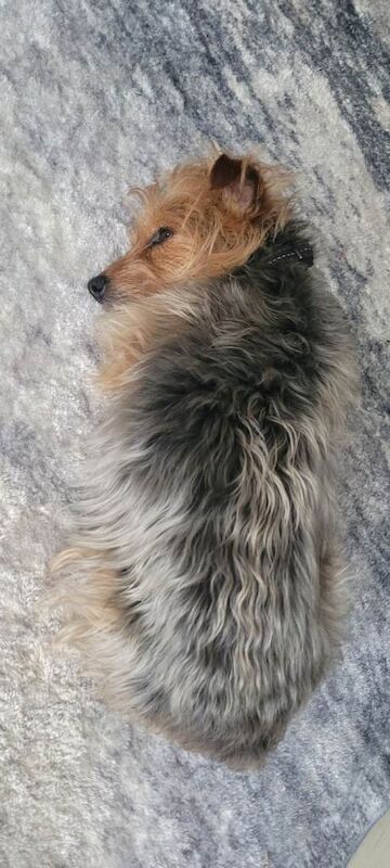 Yorkshire terrier