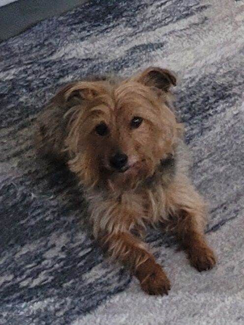 Yorkshire terrier - Image 2 of 6