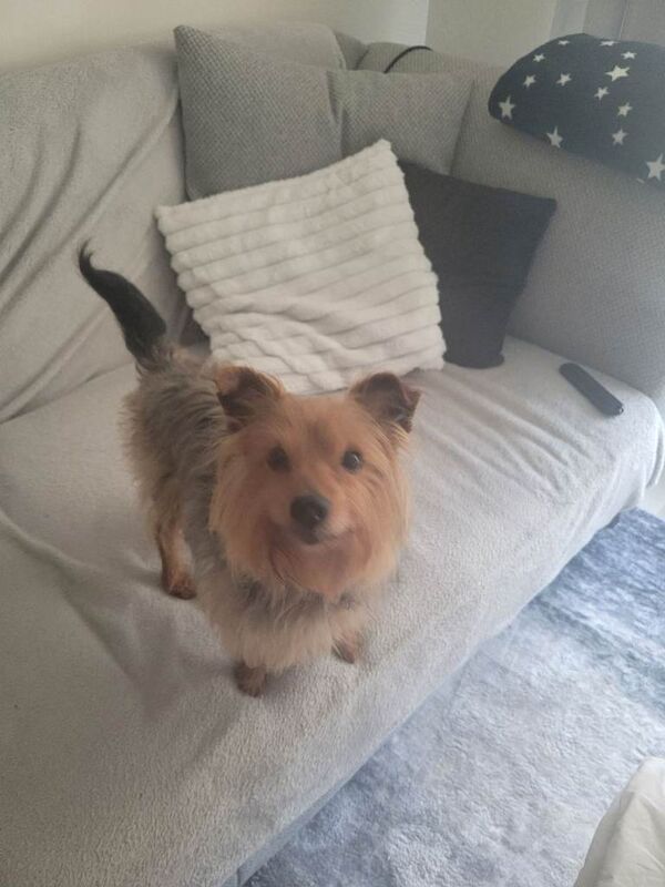 Yorkshire terrier - Image 3 of 6