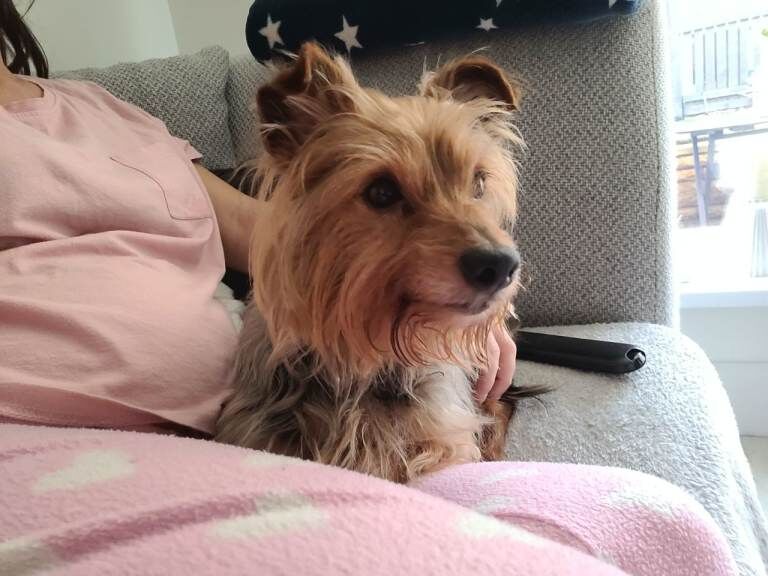 Yorkshire terrier - Image 4 of 6