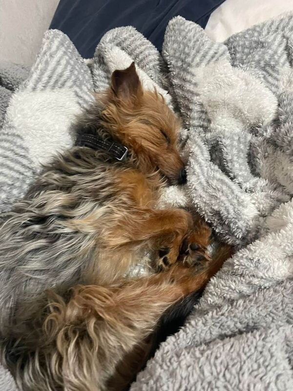 Yorkshire terrier - Image 5 of 6