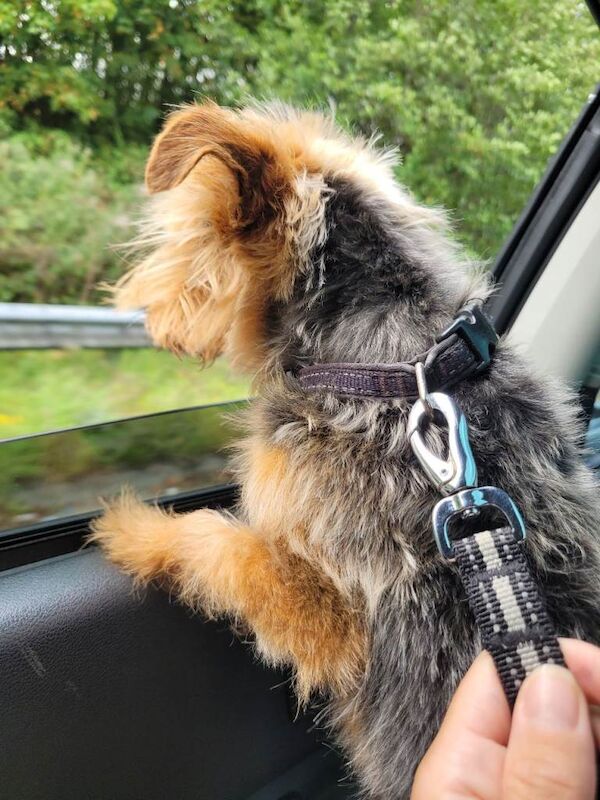 Yorkshire terrier - Image 6 of 6