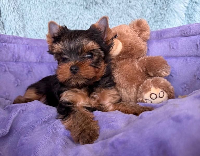 Yorkie Puppies For Sale