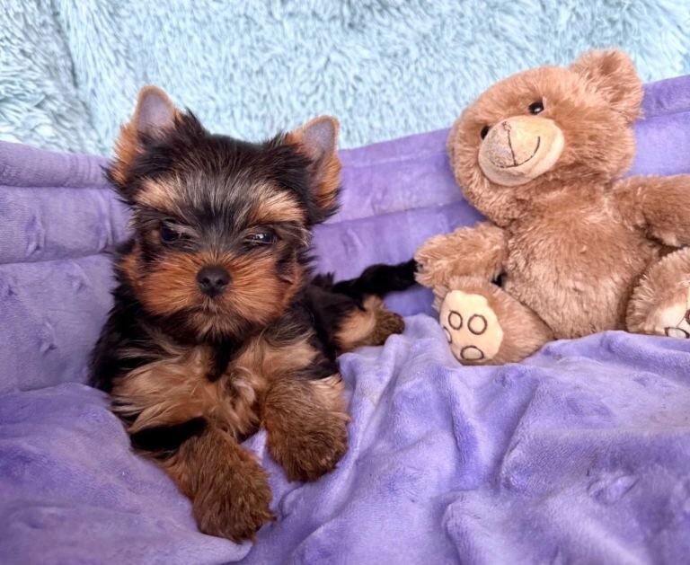 Yorkshire terrier - Image 2 of 5