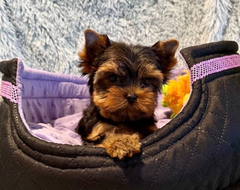 Yorkshire terrier - Image 3 of 5