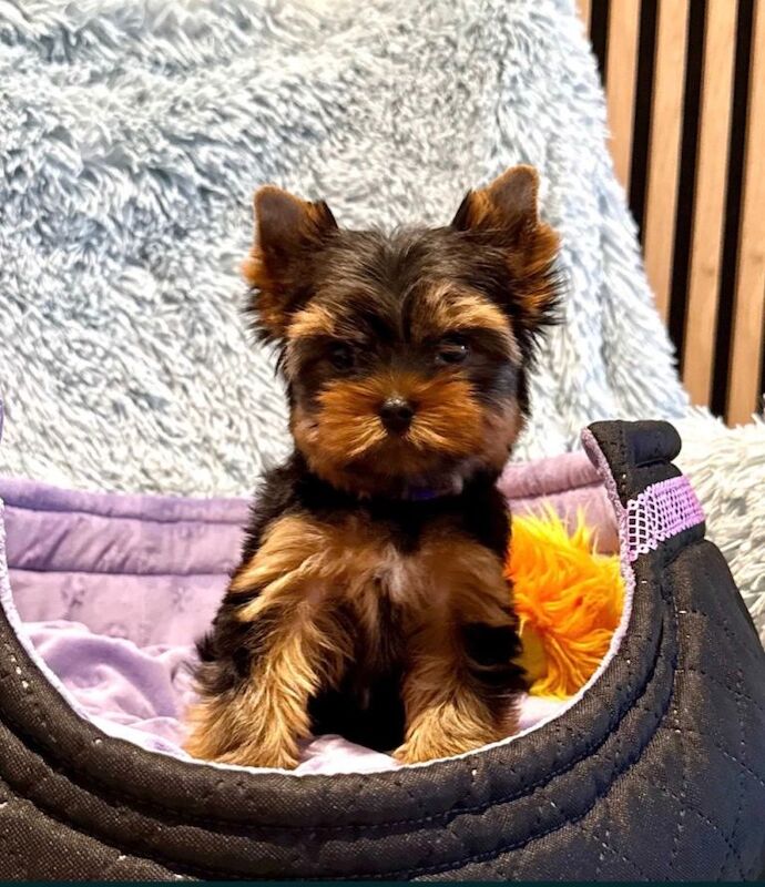 Yorkshire terrier - Image 4 of 5