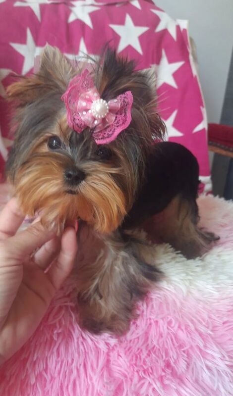 Yorkshire terrier - Image 5 of 5
