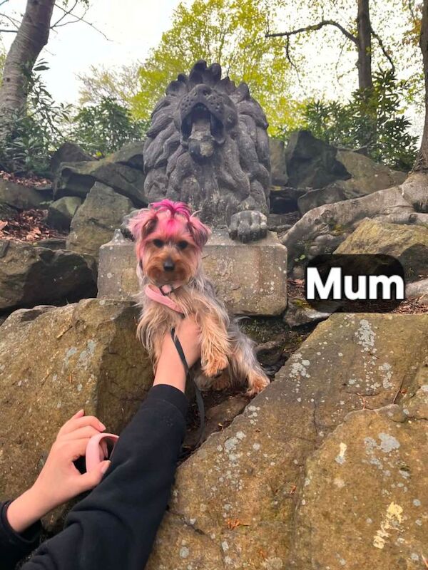 Yorkshire Terrier Puppies For Sale Under £1,000