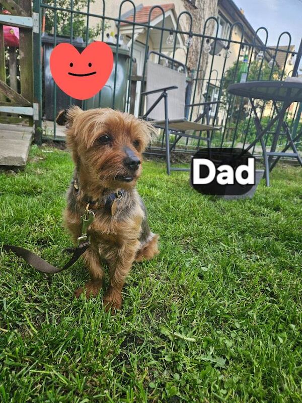 Yorkshire terrier - Image 2 of 4