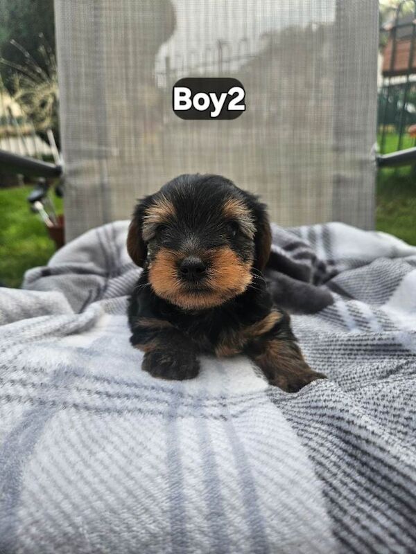 Yorkshire terrier - Image 3 of 4