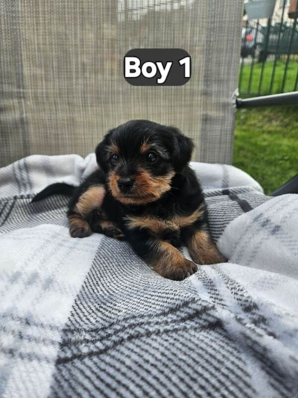 Yorkshire terrier - Image 4 of 4